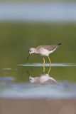 Lesser Yellowlegs, Tringa flavipes