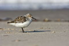 Sanderling, Calidris alba