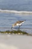 Sanderling, Calidris alba