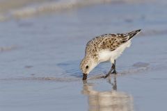 Sanderling, Calidris alba