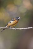 Black-headed Grosbeak, Pheucticus melanocephalus