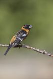 Black-headed Grosbeak, Pheucticus melanocephalus