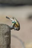 Black-headed Grosbeak, Pheucticus melanocephalus