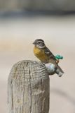 Black-headed Grosbeak, Pheucticus melanocephalus