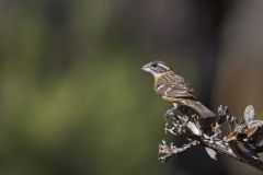 Black-headed Grosbeak, Pheucticus melanocephalus