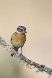 Black-headed Grosbeak, Pheucticus melanocephalus