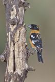 Black-headed Grosbeak, Pheucticus melanocephalus