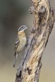 Black-headed Grosbeak, Pheucticus melanocephalus