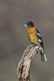 Black-headed Grosbeak, Pheucticus melanocephalus