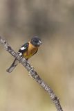 Black-headed Grosbeak, Pheucticus melanocephalus