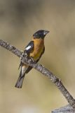 Black-headed Grosbeak, Pheucticus melanocephalus