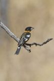 Black-headed Grosbeak, Pheucticus melanocephalus