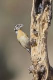Black-headed Grosbeak, Pheucticus melanocephalus