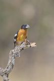 Black-headed Grosbeak, Pheucticus melanocephalus
