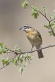 Black-headed Grosbeak, Pheucticus melanocephalus