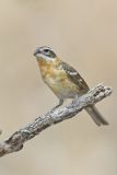 Black-headed Grosbeak, Pheucticus melanocephalus