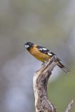 Black-headed Grosbeak, Pheucticus melanocephalus