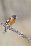 Black-headed Grosbeak, Pheucticus melanocephalus