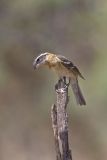 Black-headed Grosbeak, Pheucticus melanocephalus
