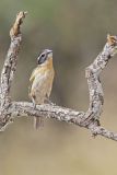 Black-headed Grosbeak, Pheucticus melanocephalus