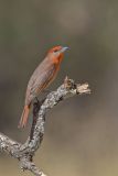 Hepatic Tanager, Piranga flava
