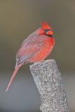 Northern Cardinal, Cardinalis cardinalis