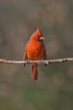 Northern Cardinal, Cardinalis cardinalis