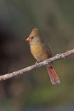 Northern Cardinal, Cardinalis cardinalis