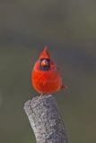 Northern Cardinal, Cardinalis cardinalis