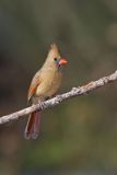 Northern Cardinal, Cardinalis cardinalis