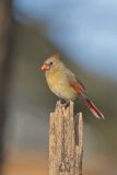 Northern Cardinal, Cardinalis cardinalis