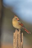 Northern Cardinal, Cardinalis cardinalis