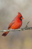 Northern Cardinal, Cardinalis cardinalis