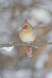 Northern Cardinal, Cardinalis cardinalis