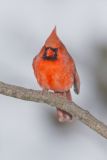 Northern Cardinal, Cardinalis cardinalis