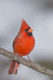 Northern Cardinal, Cardinalis cardinalis