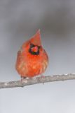Northern Cardinal, Cardinalis cardinalis