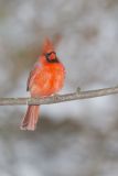 Northern Cardinal, Cardinalis cardinalis