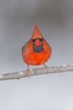 Northern Cardinal, Cardinalis cardinalis