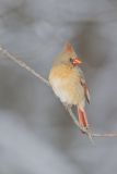 Northern Cardinal, Cardinalis cardinalis