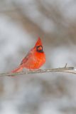 Northern Cardinal, Cardinalis cardinalis