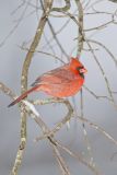Northern Cardinal, Cardinalis cardinalis