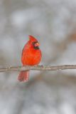 Northern Cardinal, Cardinalis cardinalis