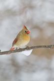 Northern Cardinal, Cardinalis cardinalis