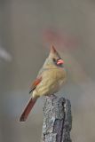 Northern Cardinal, Cardinalis cardinalis