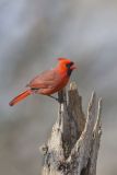 Northern Cardinal, Cardinalis cardinalis
