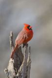 Northern Cardinal, Cardinalis cardinalis