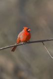 Northern Cardinal, Cardinalis cardinalis