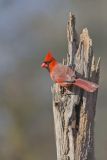 Northern Cardinal, Cardinalis cardinalis