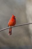 Northern Cardinal, Cardinalis cardinalis